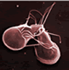 giardia bug dance
